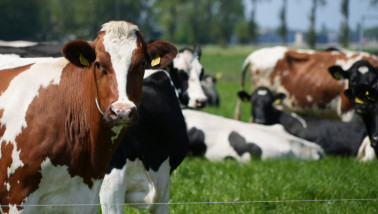 Koeien grazen op groen grasland