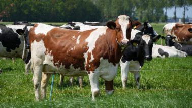 Koeien grazen op groen grasland
