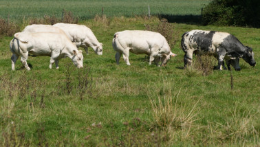 Belgische blauwe koeien op een weiland