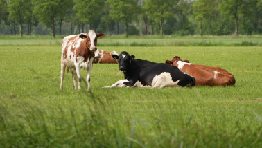 Koeien grazen op grasland, Nederlands melkveebedrijf
