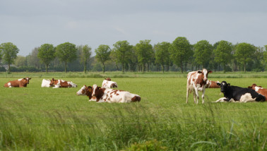 Koeien grazen op groen grasland