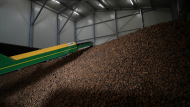 Inschuren van Agria-aardappelen, waarbij de aardappelen worden opgeslagen na de oogst.