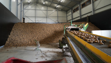 Aardappelen wordt ingeschuurd in een schuur na de oogst.