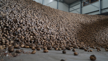 Aardappelbewaring in een opslagschuur, akkerbouwbedijf