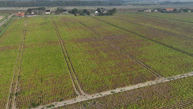 Luchtfoto van een aardappelperceel met duidelijk zichtbare teeltrijen op het akkerland.
