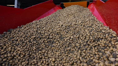 Inschuren van aardappelen, waarbij de aardappelen worden opgeslagen na de oogst.