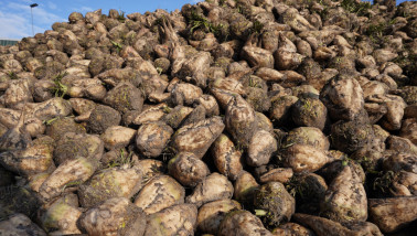 Suikerbieten net geoogst