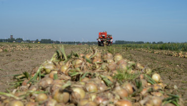 Oogst van uien, akkerbouw
