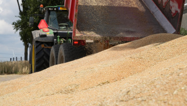 Tarweoogst op het land, waarbij het rijpe tarwe wordt geoogst.