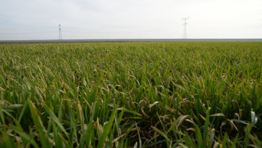 Wintertarwe die groeit op het akkerland tijdens het groeiseizoen.