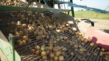 Oogst van uien, akkerbouw