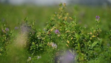 Luzernegewas groeiend op een landbouwperceel.