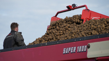 Aardappelen worden opgeladen tijdens de oogst