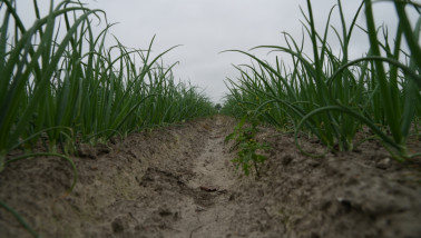 Uien groeien op een akkerbouwperceel