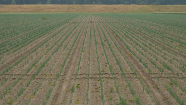 Rijen jonge uienplanten op een akkerbouwperceel