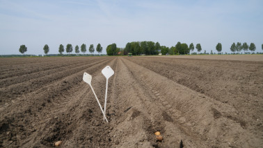 Aardappelen poten op het land met landbouwmachines.