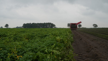 Oogst van aardappelen, akkerbouw