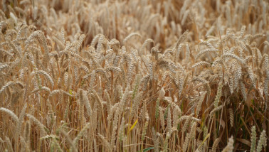 Goudgele tarwe, akkerbouwgewas