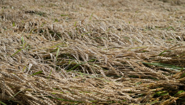 tarweveld wintertarwe tarwe legeren