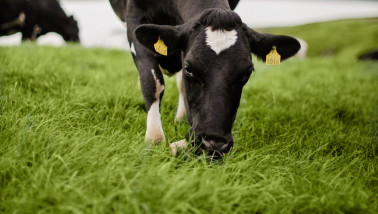 Jong kalf graast in de wei