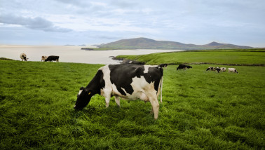 Melkkoeien grazen op groene weiden in Ierland