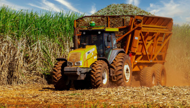 Machine oogst suikerriet op een plantage