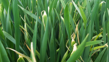 Tarweveld met schade door koude fronten