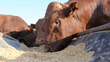 Bonsmara-stieren die uit een voerbak eten op een boerderij in Zuid-Afrika