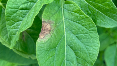 Aardappelblad aangetast door Phytophthora