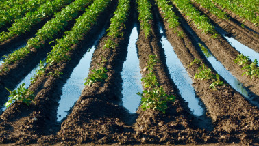 Wateroverlast op aardappelveld, te veel water beïnvloedt de aardappelteelt