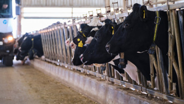 Koeien in een stal op een Amerikaans melkveebedrijf