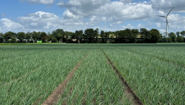Uien op een akker in de zomer, rijen volgroeide uienplanten met groen loof