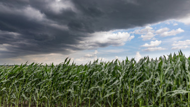 Snel bewegende onweerswolk boven een maïsveld in de zomer