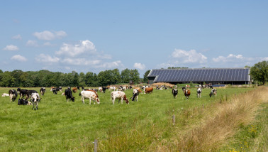 Melkkoeien grazen op grasland, Nederlands melkveebedrijf