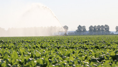 Beregeningsinstallatie in bietenveld