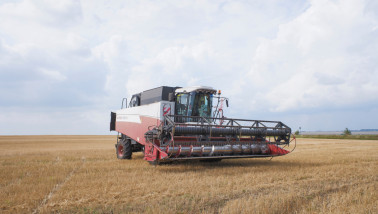 Tarweoogst in Rusland tijdens het oogstseizoen