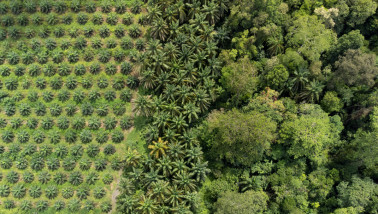 Palmolieplantage naast ongerept regenwoud, toont landbouwuitbreiding en ontbossing