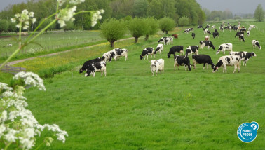 Koeien grazen in de wei, melkveehouderij