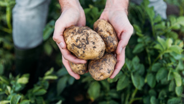 Man houdt aardappelen vast in zijn handen