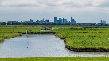 Skyline van Rotterdam onder een bewolkte lucht met grazende schapen in de polder