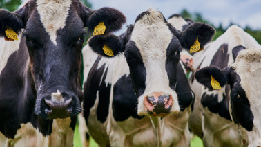 Melkkoeien op een melkveehouderij, melkproductie