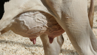 Uier van een melkkoe, melkveehouderij