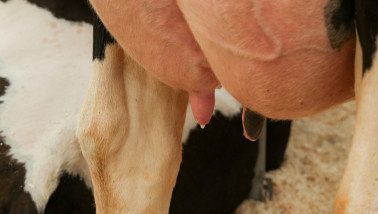 Uier van een melkkoe, melkproductie en melkveehouderij