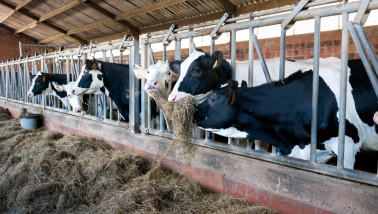 Melkkoeien aan het voerhek in een ligboxenstal, etend van ruwvoer
