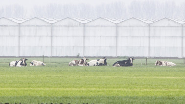 Koeien grazen in een weiland naast kassen, gemengd agrarisch landschap