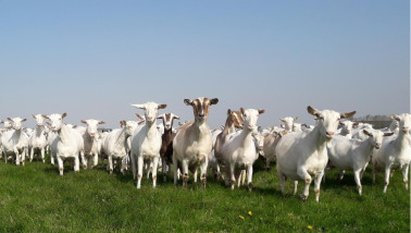 Geiten grazen in een groen weiland, veeteelt