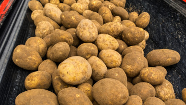 Aardappelen worden op een band geladen, oogstproces