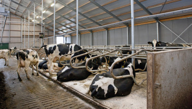 Koeien in een moderne melkstal in Nederland