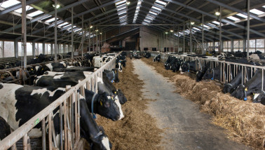 Koeien vreten in de stal, veevoer melkveehouderij
