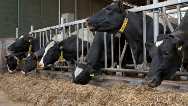 Koeien vreten in de stal, veevoer melkveehouderij